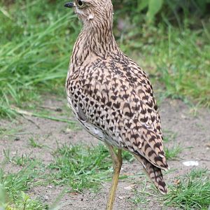 Cape thick-knee