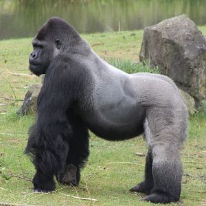 Western lowland gorilla