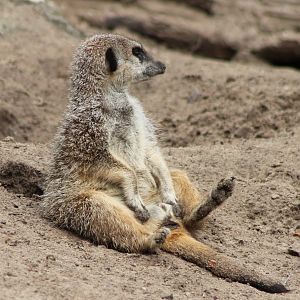 Meerkat