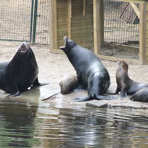 Californian sea-lions