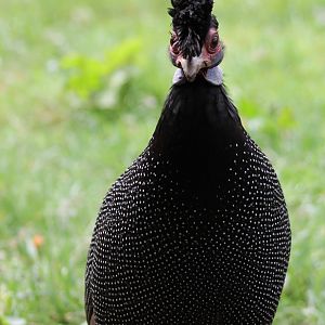 Kenya crested guineafowl