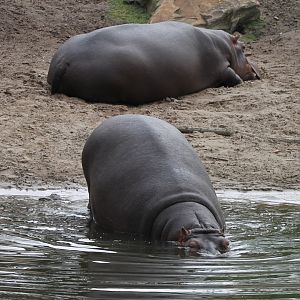 Hippos