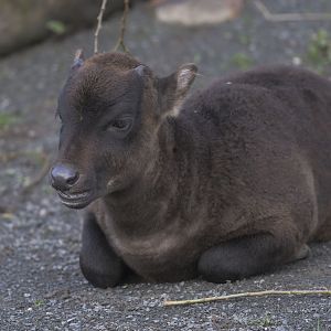 Anoa calf