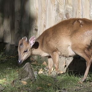 Red duiker