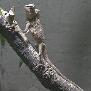 Chameleon forest dragon