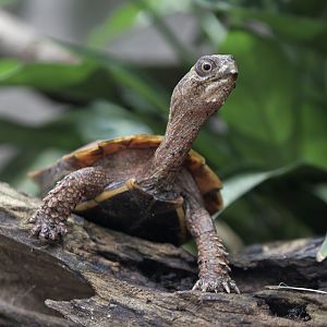 Black-breasted leaf turtle