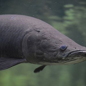 Arapaima gigas