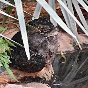 Tawny frogmouth