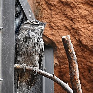 Tawny frogmouth
