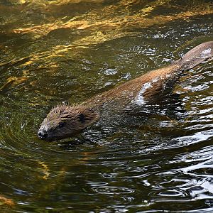 Beaver