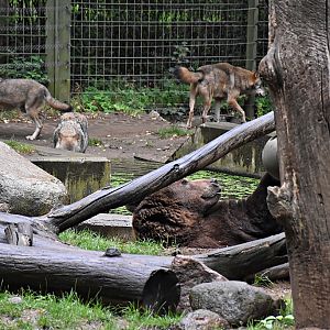 Eurasian Brown Bear & Eurasian Wolf