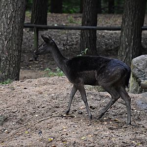Fallow deer (black)