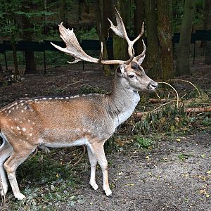 Fallow deer