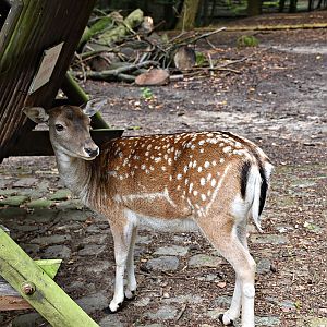 Fallow deer