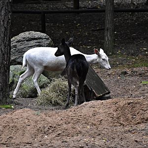 Fallow deer (black & white)
