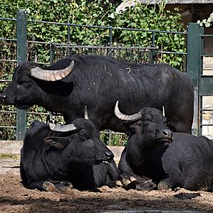 Domestic Buffalo