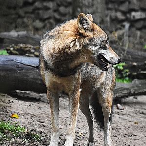 Eurasian Wolf