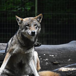 Eurasian Wolf