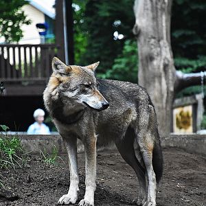 Eurasian Wolf