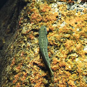 Sicyopterus longifilis