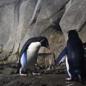 Southern rockhopper penguin