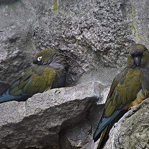 Burrowing parrot