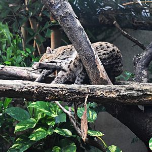Fishing cat