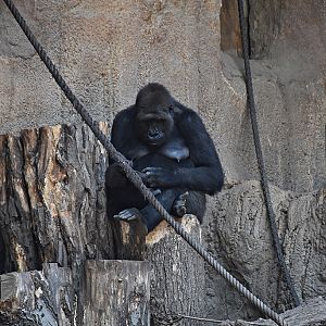 Western Lowland Gorilla