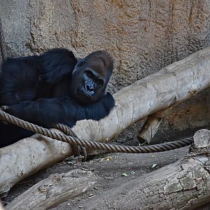 Western Lowland Gorilla