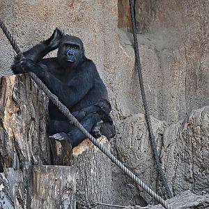 Western Lowland Gorilla