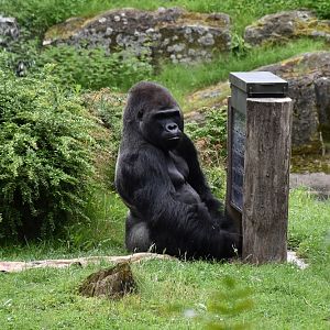 Western Lowland Gorilla