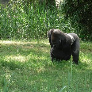 Western Lowland Gorilla