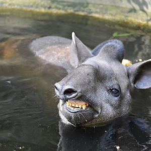South American tapir