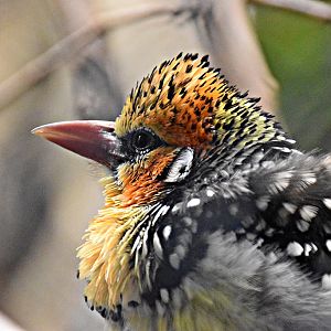 Red-and-yellow barbet