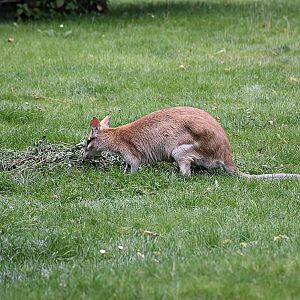Agile wallaby