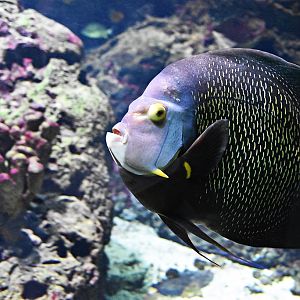 French angelfish