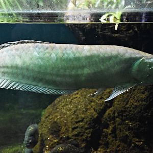 Asian arowana