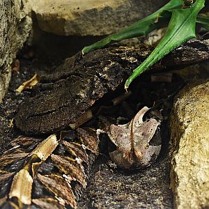 Gaboon viper