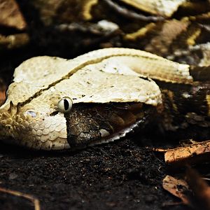 Gaboon viper