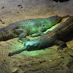 Gharial