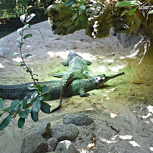 Gharial