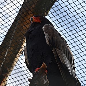 Bateleur
