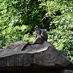 Yellow-footed rock-wallaby