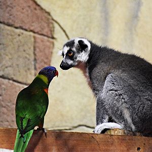 Loriinae & Ring-tailed lemur