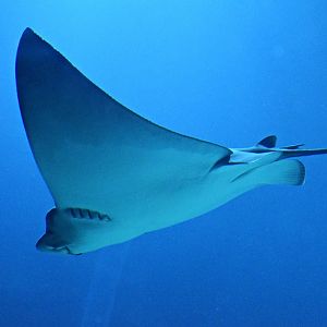Spotted eagle ray