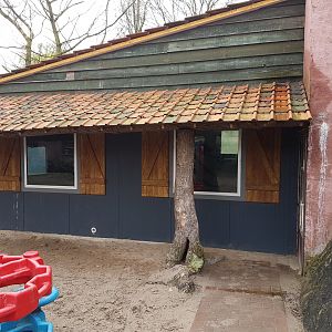 Indoor-enclosure Squirrel monkey