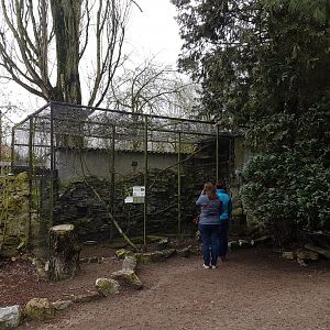 Aviary American kestrel