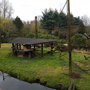 Ring-tailed lemur enclosure