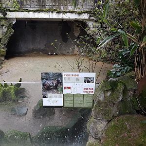 Sign and enclosure Raccoon-dog