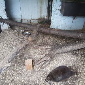View into Raccoon-indoor-enclosure